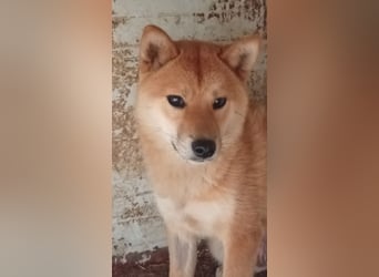 Anygal, junge Shiba Inu Hündin geb. 07/2025