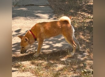 Adel. liebes Shiba Inu Welpenmädchen geb. 02/2026