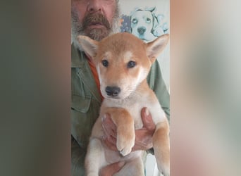 Ananasz, Shiba Inu Welpenjunge geb. 05/2026