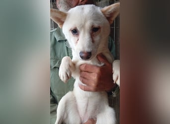 Csik, hübsche, weiße Shiba Inu Junghündin geb. 15.02.2026