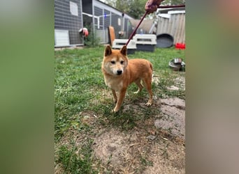 Eragon. schüchterner, lieber Shiba Inu Rüde