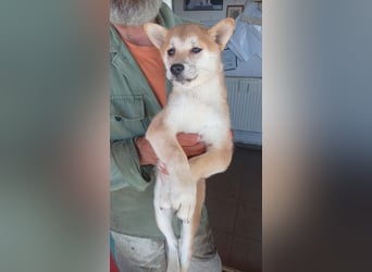 Kivi, Shiba Inu Welpenmädchen geb. 05/2026
