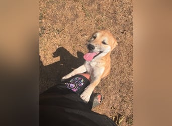Adel. liebes Shiba Inu Welpenmädchen geb. 02/2026