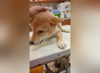 Amaz, sensibler, junger Shiba Inu Rüde geb. 07/2025