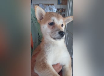 Kivi, Shiba Inu Welpenmädchen geb. 05/2026