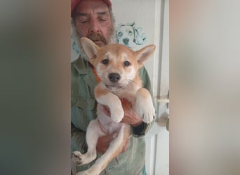 Banan, Shiba Inu Welpenjunge geb. 05/2026