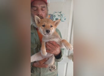 Szilva, Shiba Inu Welpenmädchen geb. 05/2026