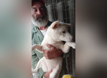 Csik, hübsche, weiße Shiba Inu Junghündin geb. 15.02.2026