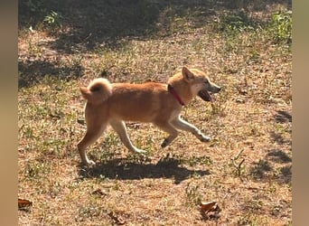 Adel. liebes Shiba Inu Welpenmädchen geb. 02/2026