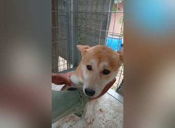 Szenilla, hübsche, schüchterne Shiba Inu Hündin geb.09/2023