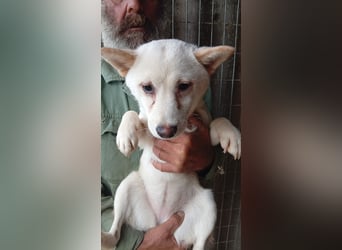 Csik, hübsche, weiße Shiba Inu Junghündin geb. 15.02.2026