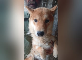 Golyo, junger Shiba Inu Rüde geb. 07/2025