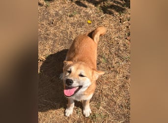 Adel. liebes Shiba Inu Welpenmädchen geb. 02/2026