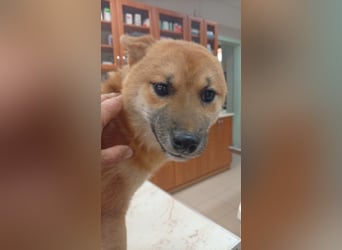 Alex, junger sensibler Shiba Inu geb. 07/2025