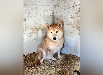 Kenji, schüchterner Shiba Inu Rüde geb. 08/2021