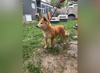 Eragon. schüchterner, lieber Shiba Inu Rüde