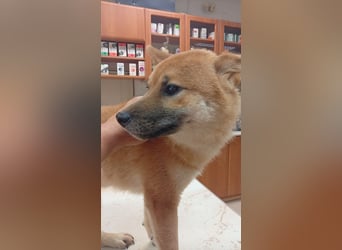 Alex, junger sensibler Shiba Inu geb. 07/2025