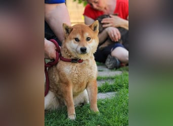Füresz, schüchterner Shiba Inu Rüde geb. 01/2022