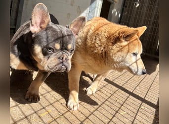 Kenji, schüchterner Shiba Inu Rüde geb. 08/2021