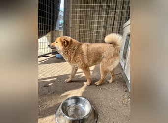 Skyla, hübsche Shiba Inu Dame geb. 07/2020