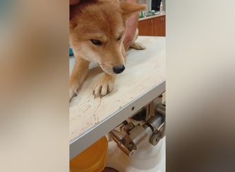 Amaz, sensibler, junger Shiba Inu Rüde geb. 07/2025