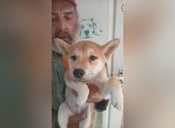 Banan, Shiba Inu Welpenjunge geb. 05/2026