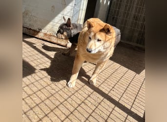 Kenji, schüchterner Shiba Inu Rüde geb. 08/2021