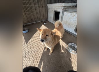 Skyla, hübsche Shiba Inu Dame geb. 07/2020