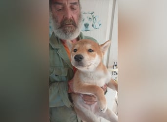Ananasz, Shiba Inu Welpenjunge geb. 05/2026