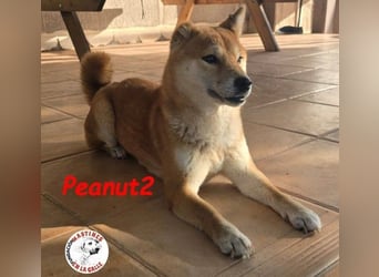 Peanut2 geb. 12/2018 (ESP) - gutmütige, soziale und anhängliche Shiba Inu Dame!