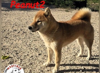 Peanut2 geb. 12/2018 (ESP) - gutmütige, soziale und anhängliche Shiba Inu Dame!