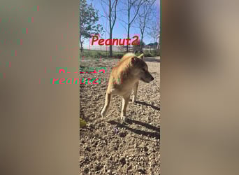 Peanut2 geb. 12/2018 (ESP) - gutmütige, soziale und anhängliche Shiba Inu Dame!