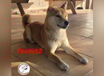 Peanut2 geb. 12/2018 (ESP) - gutmütige, soziale und anhängliche Shiba Inu Dame!