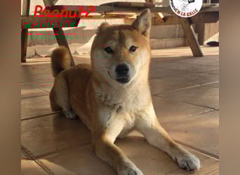 Peanut2 geb. 12/2018 (ESP) - gutmütige, soziale und anhängliche Shiba Inu Dame!