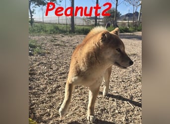 Peanut2 geb. 12/2018 (ESP) - gutmütige, soziale und anhängliche Shiba Inu Dame!