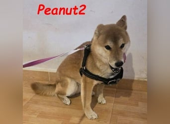 Peanut2 geb. 12/2018 (ESP) - gutmütige, soziale und anhängliche Shiba Inu Dame!