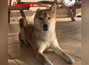 Peanut2 geb. 12/2018 (ESP) - gutmütige, soziale und anhängliche Shiba Inu Dame!
