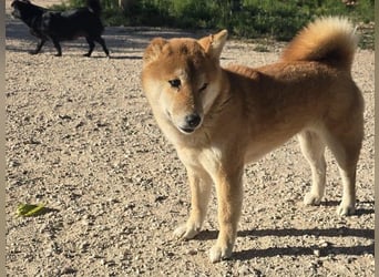 Peanut2 geb. 12/2018 (ESP) - gutmütige, soziale und anhängliche Shiba Inu Dame!