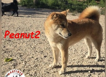 Peanut2 geb. 12/2018 (ESP) - gutmütige, soziale und anhängliche Shiba Inu Dame!