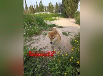 Peanut2 geb. 12/2018 (ESP) - gutmütige, soziale und anhängliche Shiba Inu Dame!