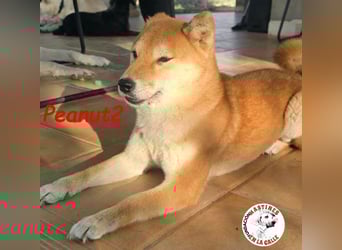 Peanut2 geb. 12/2018 (ESP) - gutmütige, soziale und anhängliche Shiba Inu Dame!