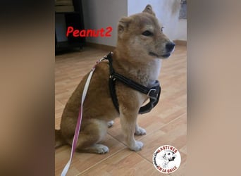 Peanut2 geb. 12/2018 (ESP) - gutmütige, soziale und anhängliche Shiba Inu Dame!