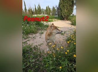 Peanut2 geb. 12/2018 (ESP) - gutmütige, soziale und anhängliche Shiba Inu Dame!