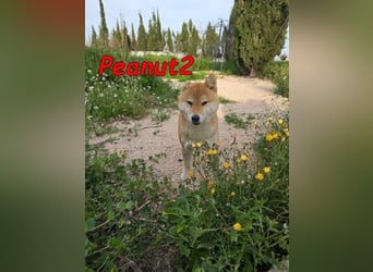 Peanut2 geb. 12/2018 (ESP) - gutmütige, soziale und anhängliche Shiba Inu Dame!