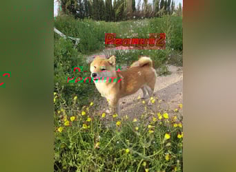 Peanut2 geb. 12/2018 (ESP) - gutmütige, soziale und anhängliche Shiba Inu Dame!