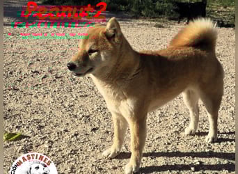 Peanut2 geb. 12/2018 (ESP) - gutmütige, soziale und anhängliche Shiba Inu Dame!