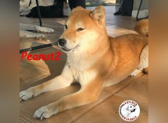 Peanut2 geb. 12/2018 (ESP) - gutmütige, soziale und anhängliche Shiba Inu Dame!