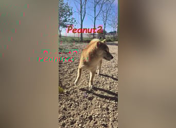 Peanut2 geb. 12/2018 (ESP) - gutmütige, soziale und anhängliche Shiba Inu Dame!