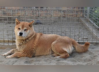 Karcsi der Eigenständige