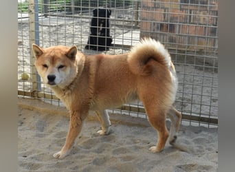 Karcsi der Eigenständige